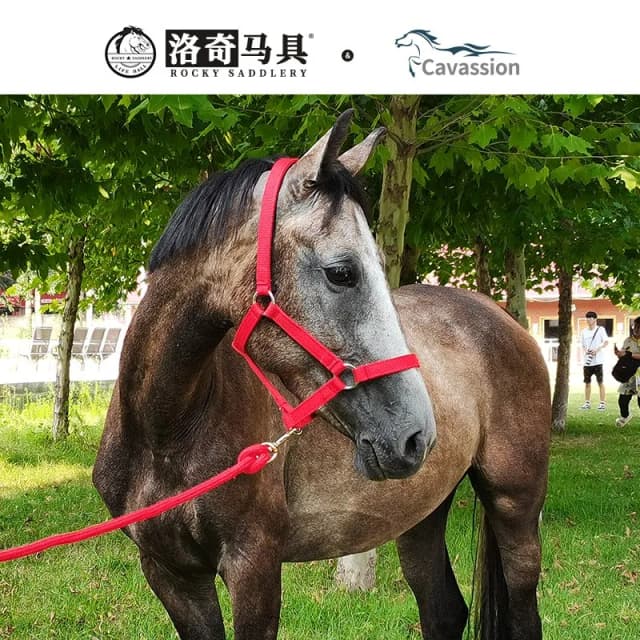 Cheval Halter Reins Une bride pour éviter les frottements Sangle résistante à l'usure Équipement équestre Halter Équipement pour chevaux 8218001